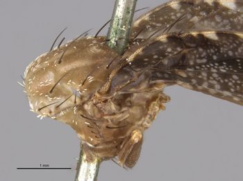 Media type: image;   Entomology 13302 Aspect: habitus lateral view